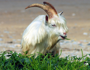 llandudno 012.jpg